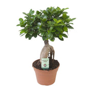 Ficus Ginseng | ↕40 cm | Ø17 cm