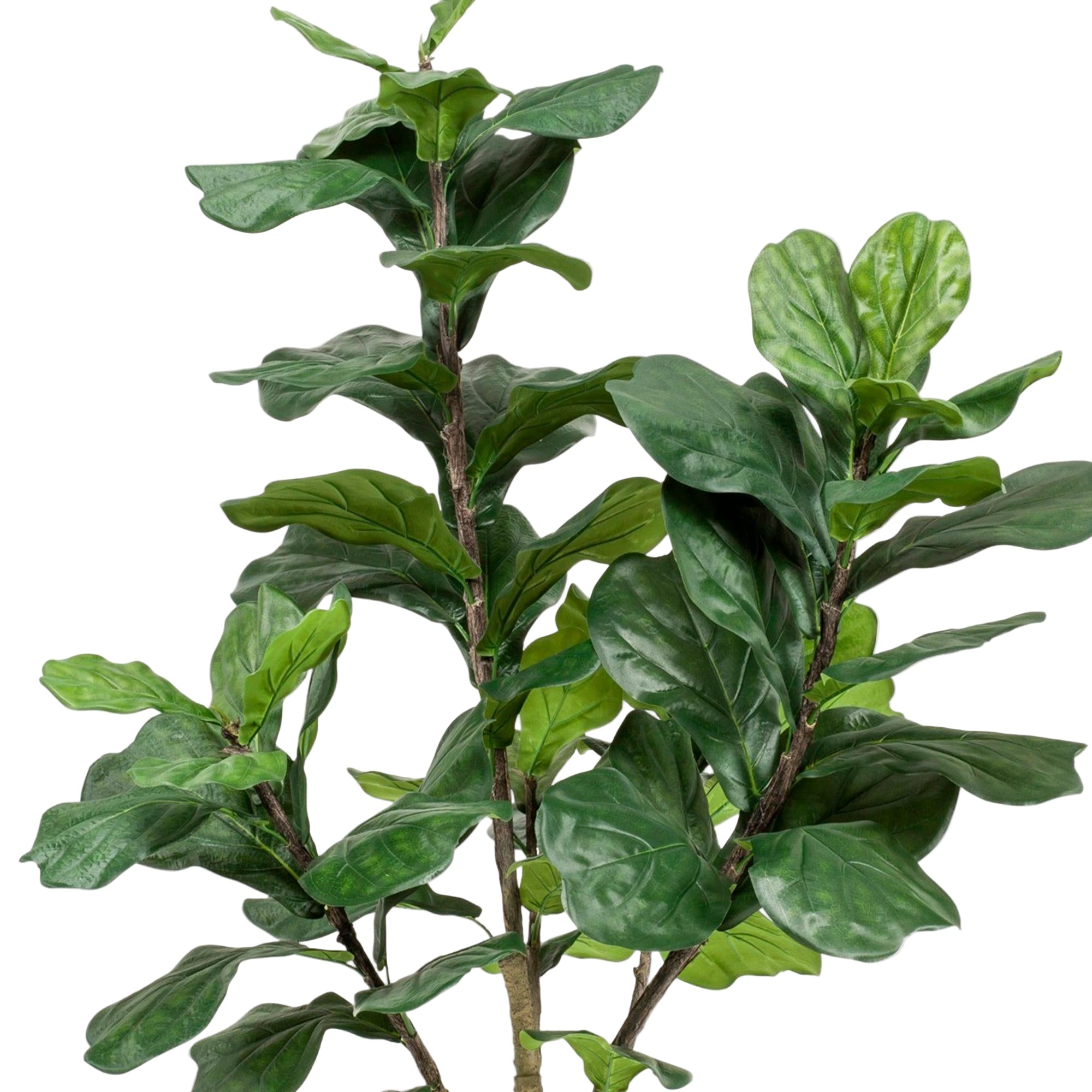 Kunstplant | Ficus Lyrata | ↕180 cm