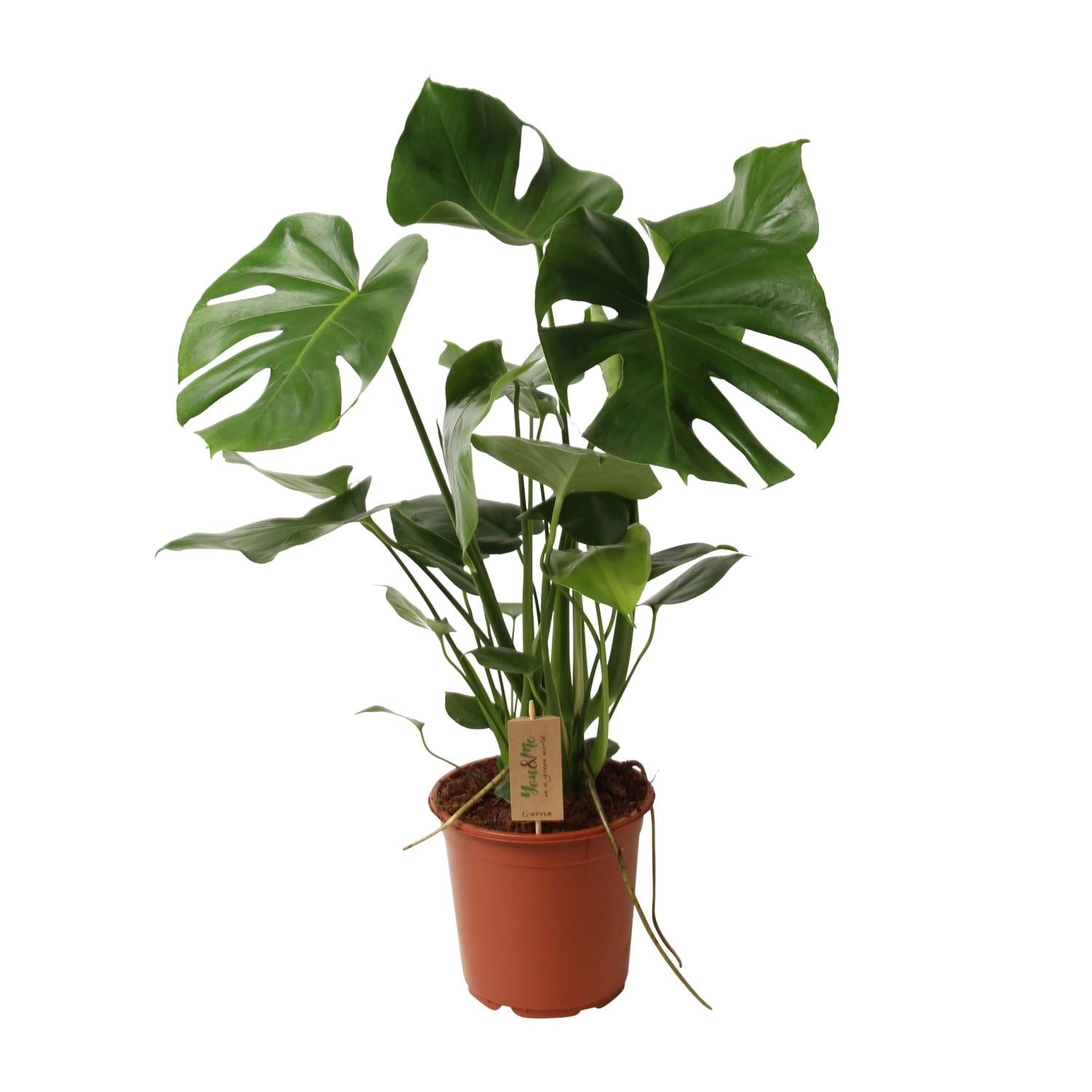 Monstera Deliciosa | ↕60 cm | Ø21 cm
