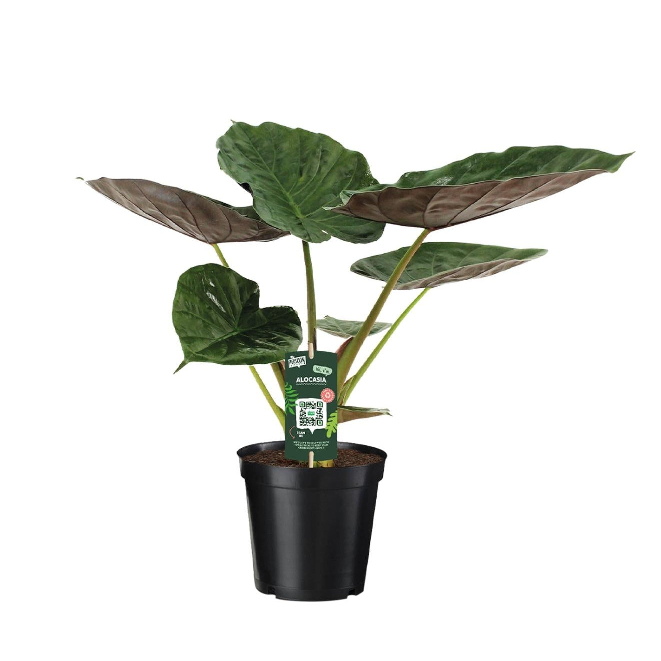 Alocasia Wentii | ↑70 cm | Ø19 cm