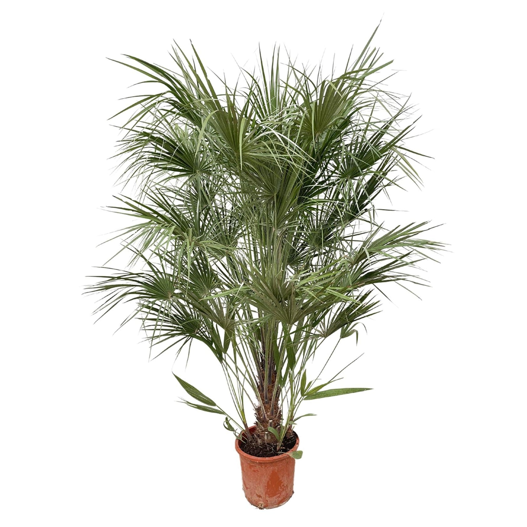 Chamaerops Humilis struik | ↕170 cm | Ø30 cm