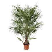 Chamaerops Humilis struik | ↕170 cm | Ø30 cm