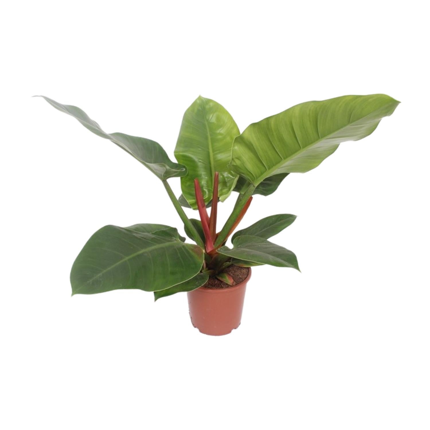 Philodendron Imperial Green | ↕60 cm | Ø17 cm
