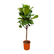 Ficus Lyrata boom | ↕180 cm | Ø30 cm