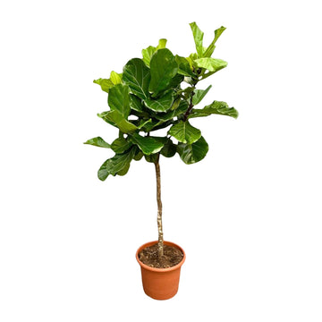 Ficus Lyrata boom XXL - 210 cm - ø40 cm