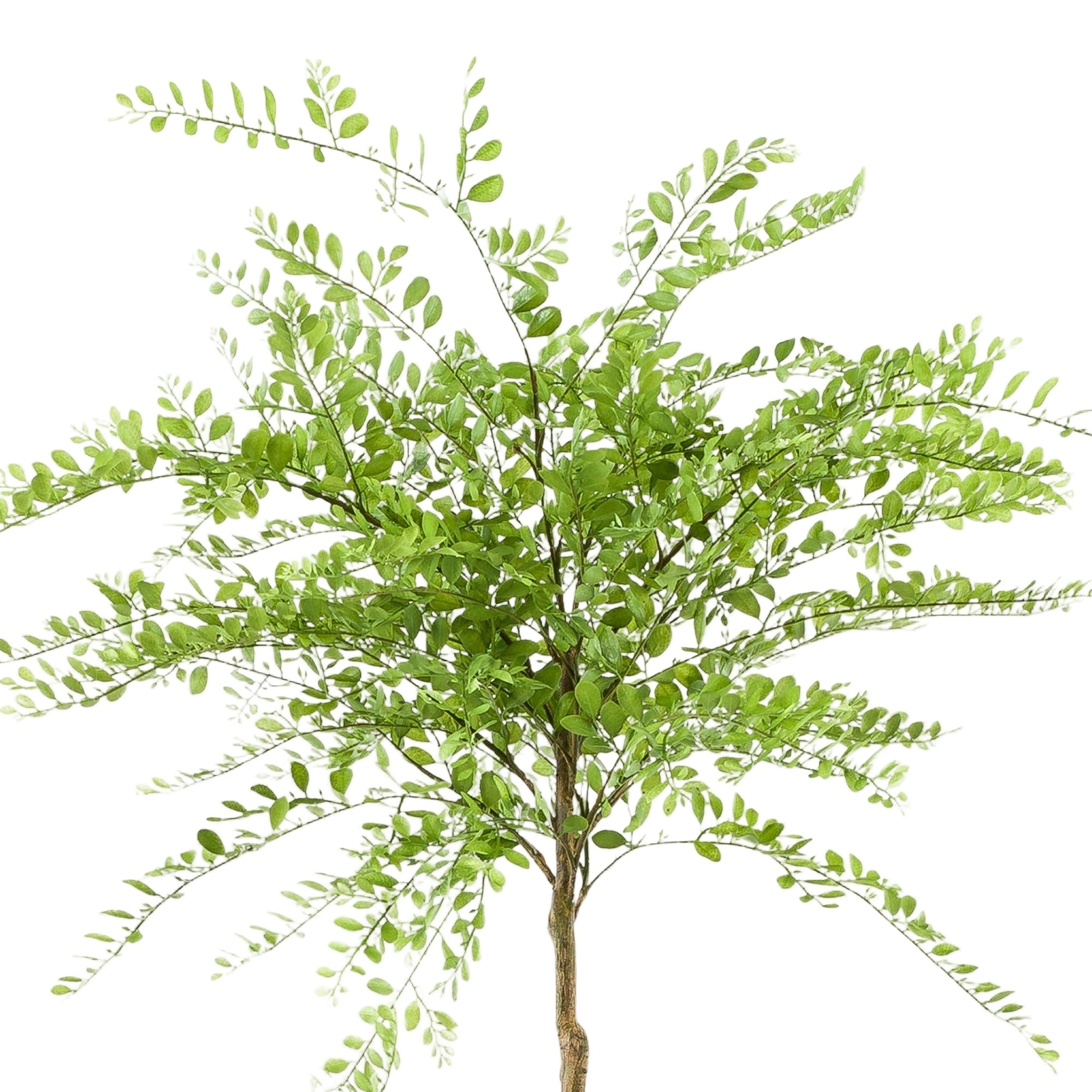 Kunstplant | Sophora Tree | ↕190 cm