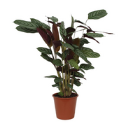 Calathea Compactstar | ↑80 cm | Ø19 cm