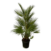 Chamaerops Humilis struik | ↕30 cm | Ø24 cm