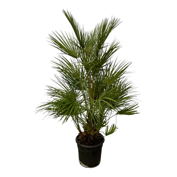Chamaerops Humilis struik | ↕30 cm | Ø24 cm