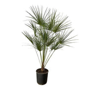 Chamaerops Humilis Op Stam | ↕160 cm | Ø28 cm