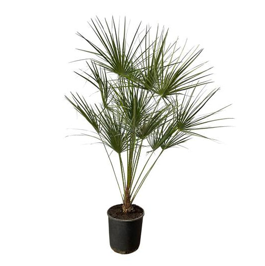 Chamaerops Humilis Op Stam | ↕160 cm | Ø28 cm