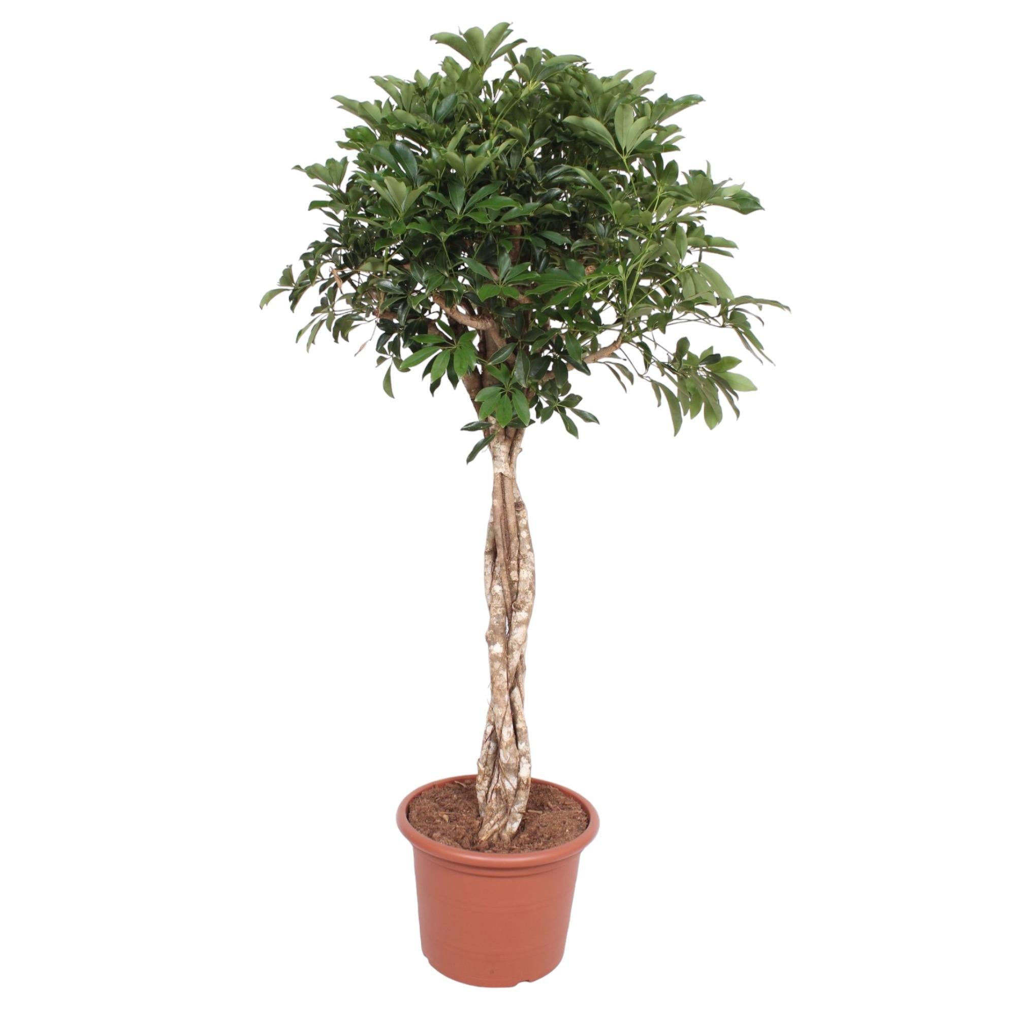 Schefflera Arboricola Compacta gevlochten stam - 180 cm - ø45 cm