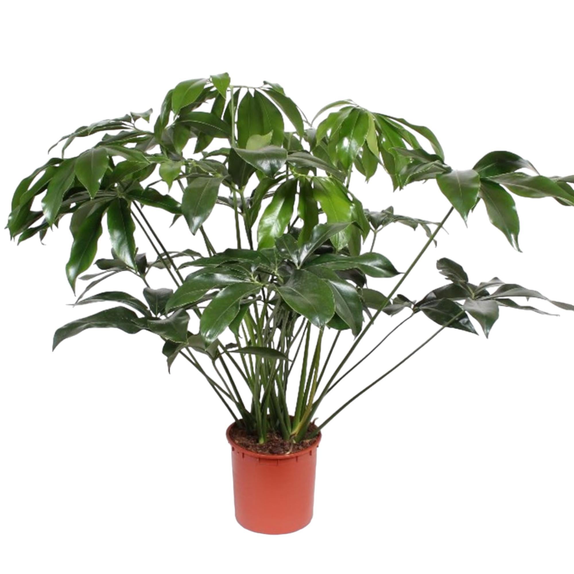 Philodendron Green Wonder - 140 cm - ø34 cm