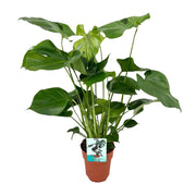 Monstera Deliciosa | ↕60 cm | Ø21 cm