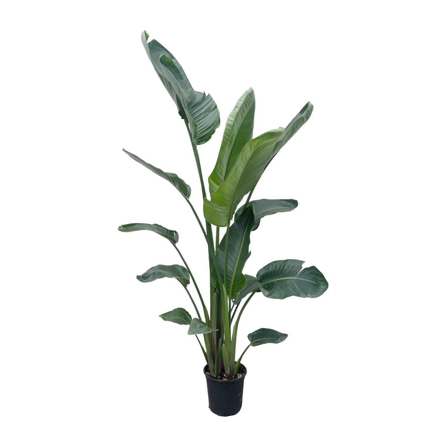 Strelitzia Nicolai XXL - 225 cm - ø27 cm