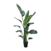 Strelitzia Nicolai XXL | ↕225 cm | Ø27 cm