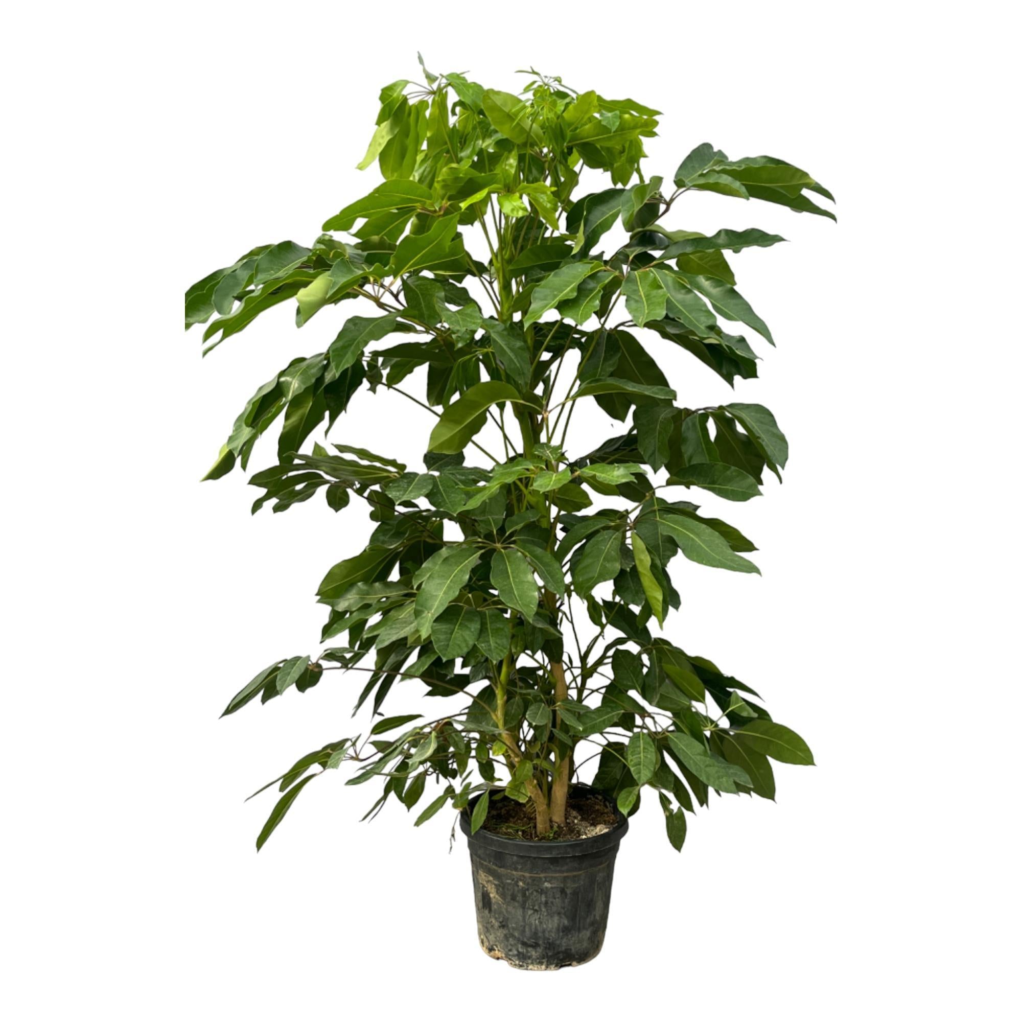 Schefflera Amate - 220 cm - Ø48 cm