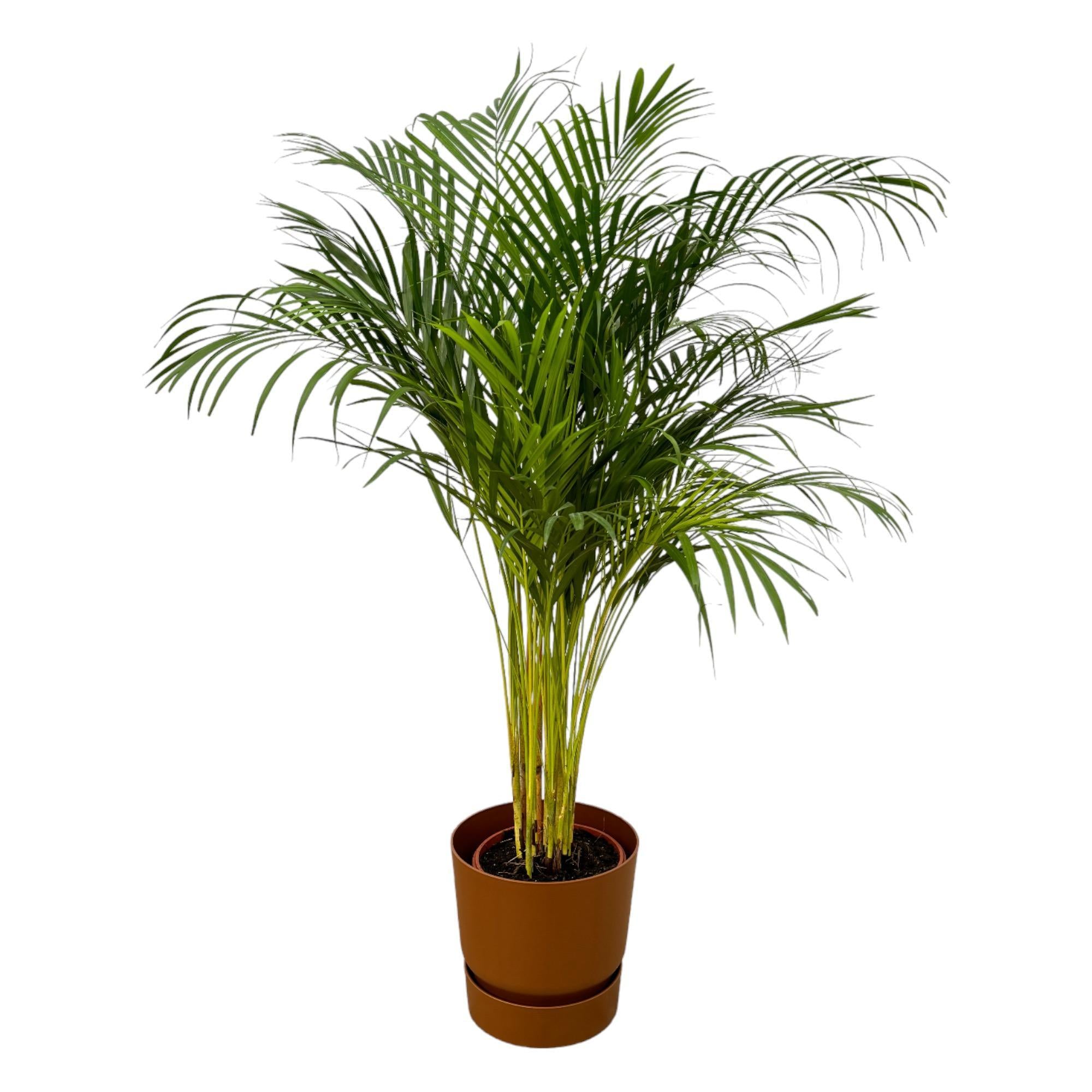 Botanic match: Areca palm & elho Greenville Round - 130 cm - Ø24 cm