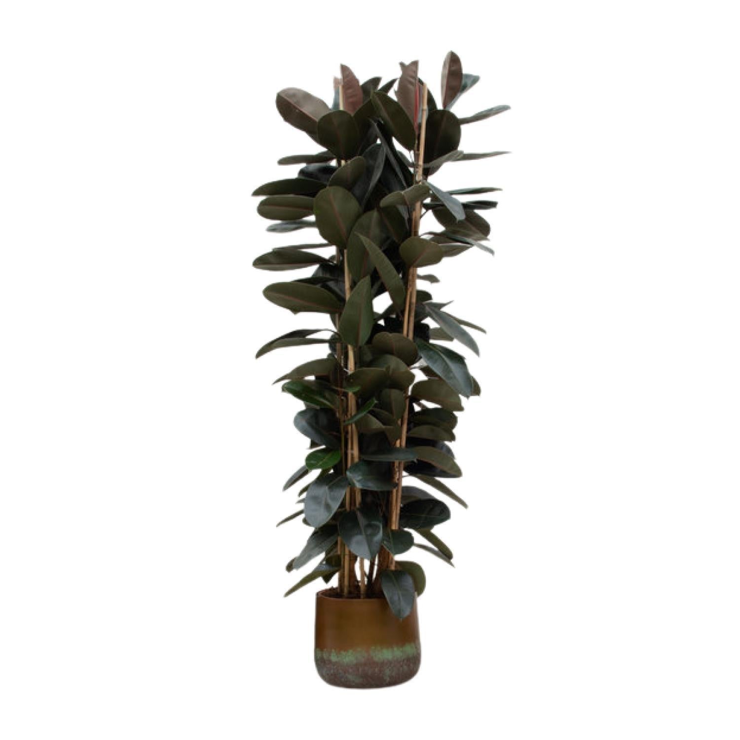 Ficus Elastica Abidjan struik  - 225 cm - ø40 cm