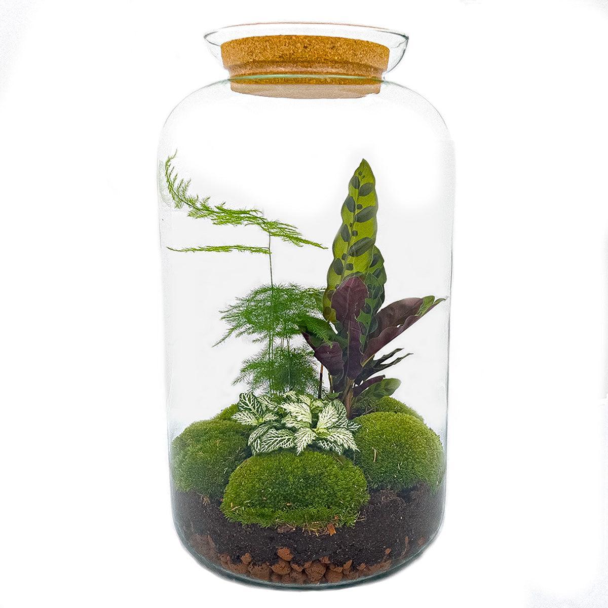 Terrarium - Botanic Brussels - 43 cm