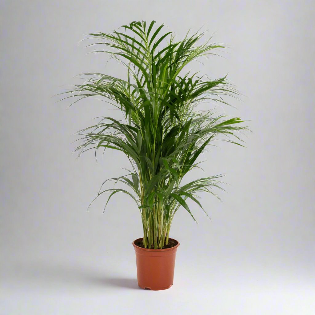 Areca Palm (Dypsis Lutescens) - 85 cm - Ø19 cm