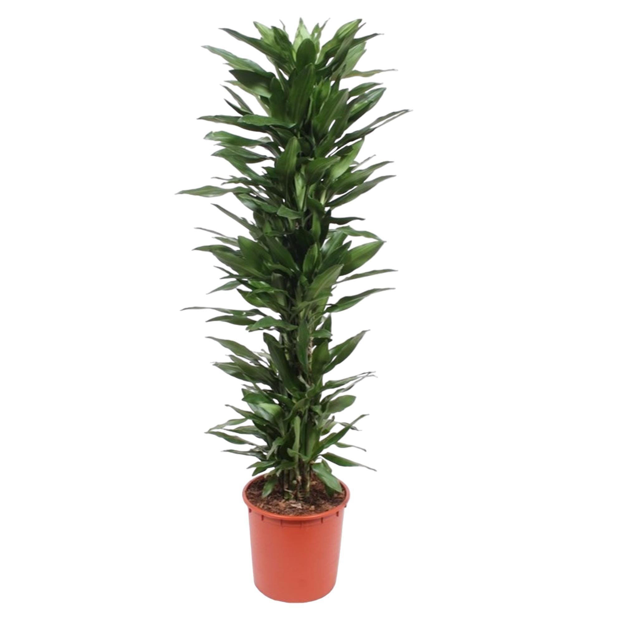 Dracaena Janet Lind - 170 cm - ø34 cm