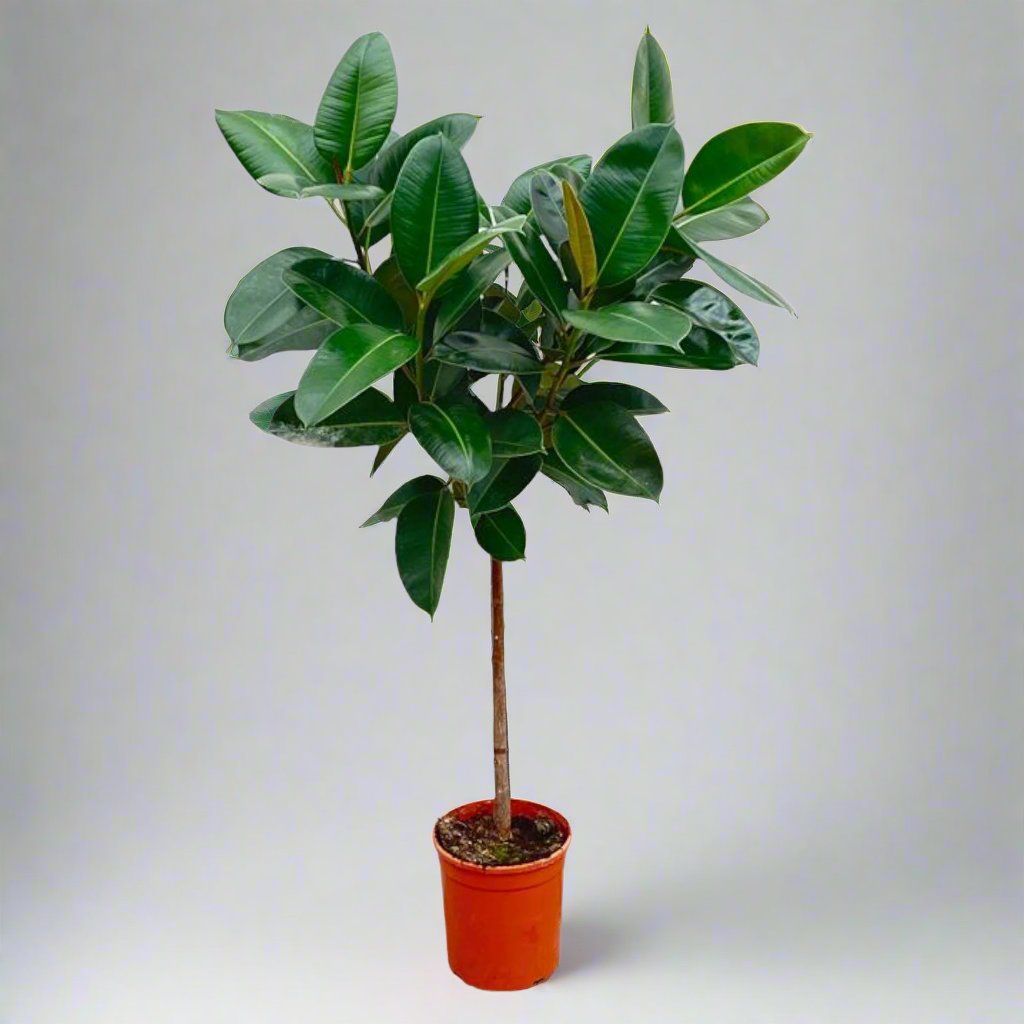 Ficus Elastica Robusta op stam - 130 cm - ø24 cm