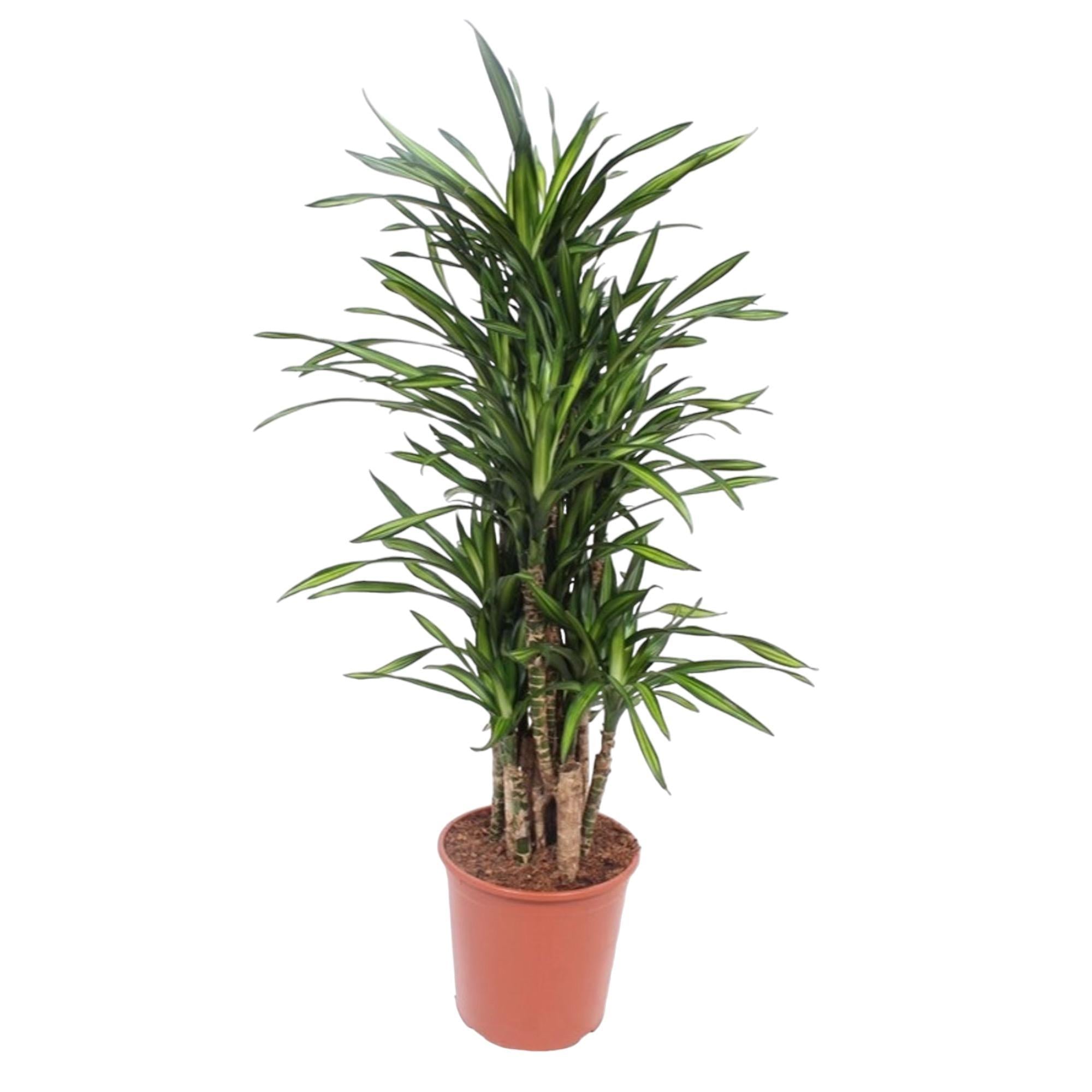 Dracaena Riki - 140 cm - ø30 cm