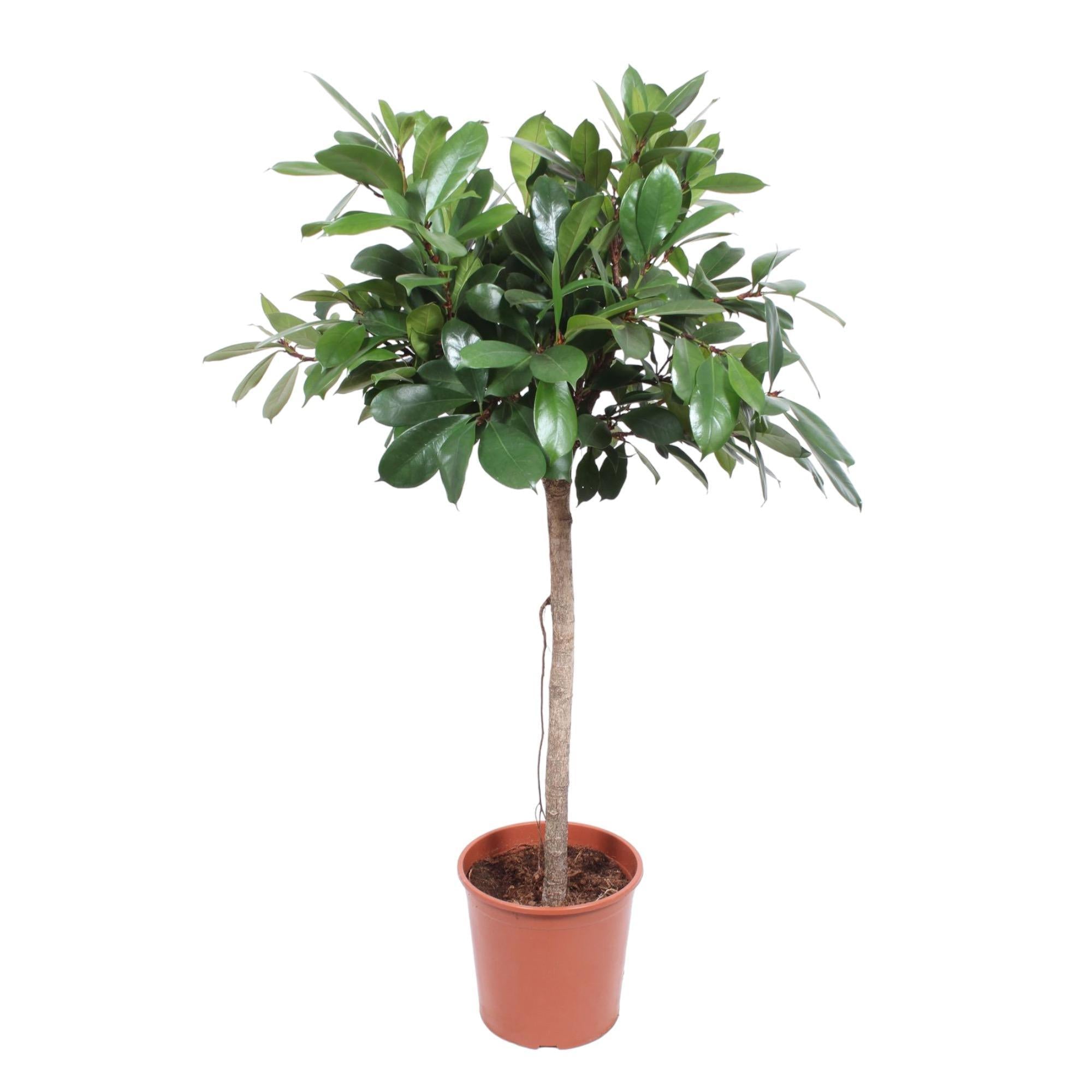 Ficus Cyathistipula boom - 150 cm - ø30 cm