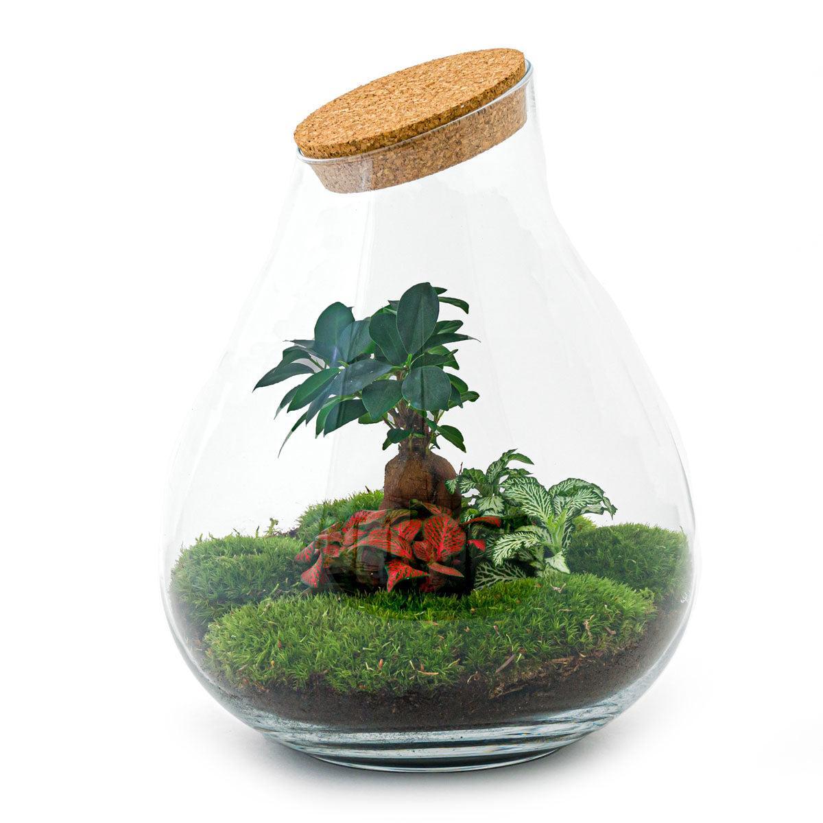 Terrarium - Botanic Buenos Aires - 37 cm