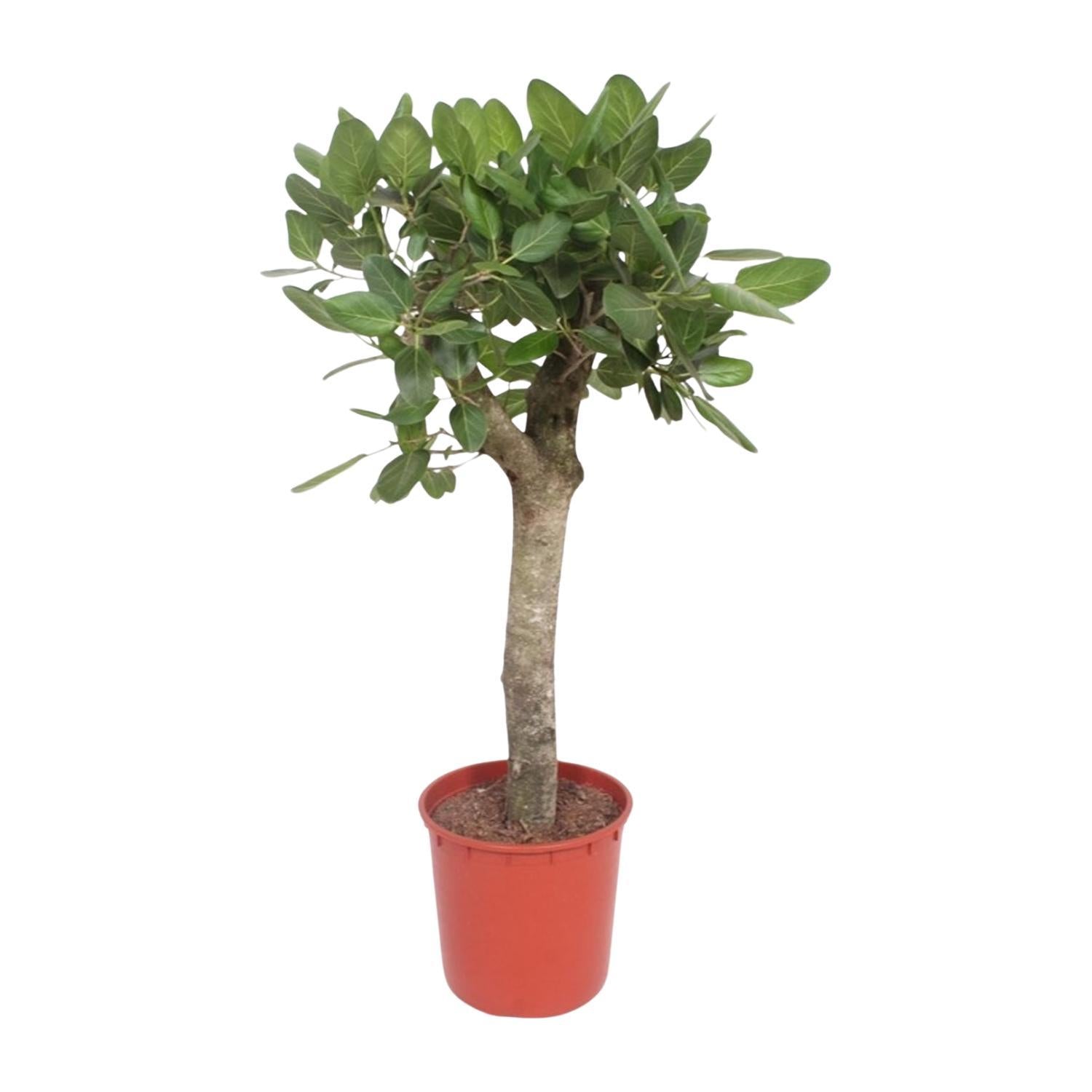 Ficus Benghalensis boom - 150 cm - ø34 cm