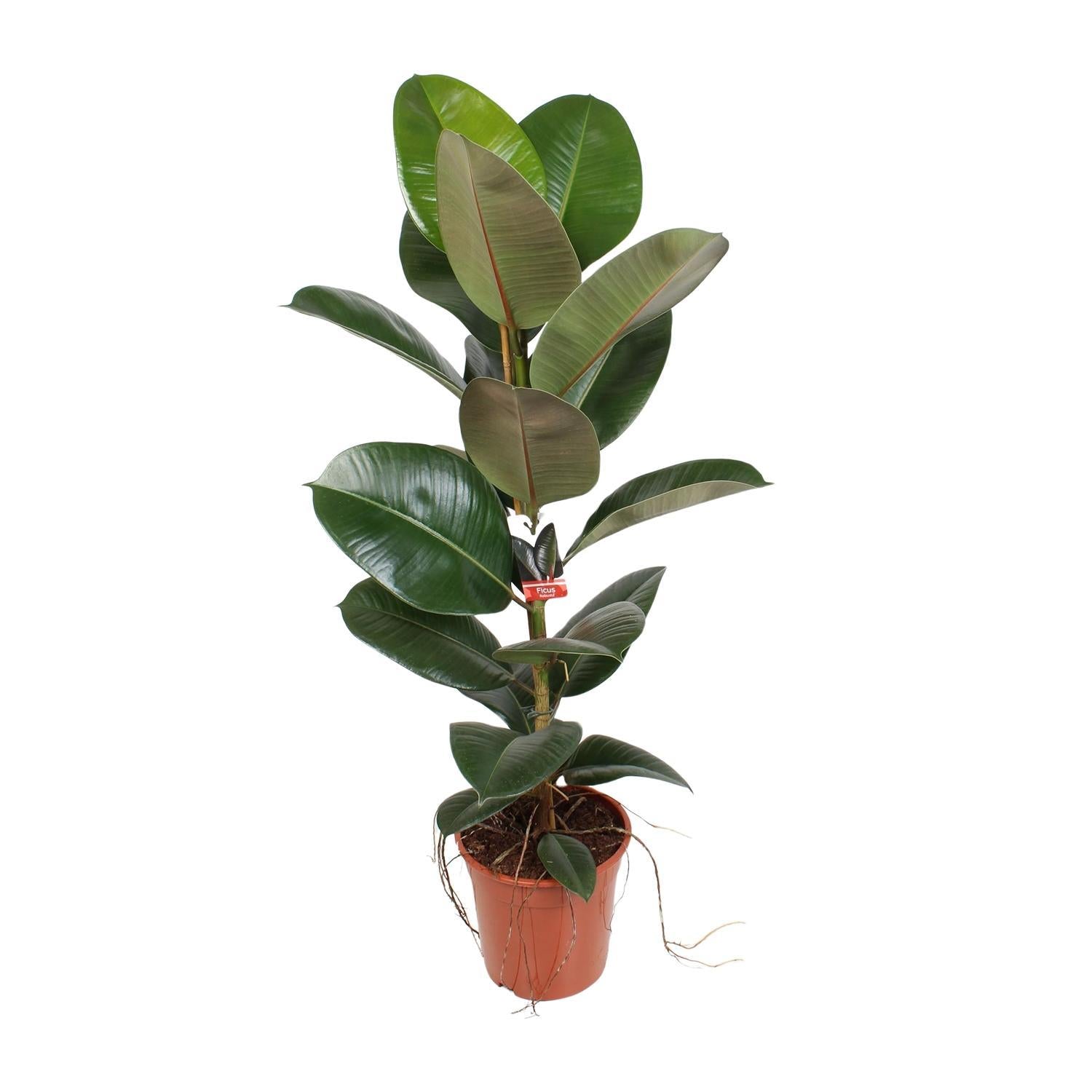 Ficus Elastica Robusta - 95 cm - Ø21 cm