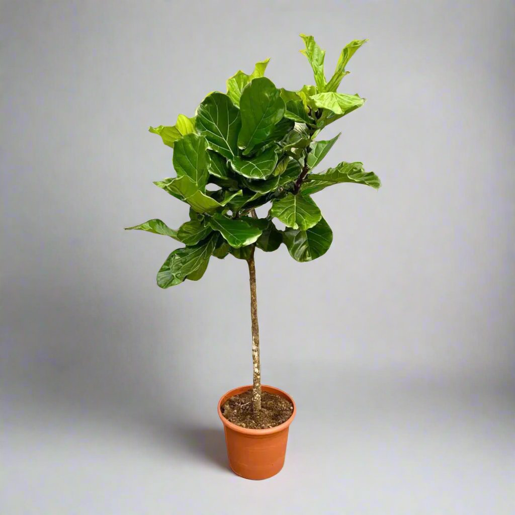 Ficus Lyrata boom XXL - 210 cm - ø40 cm