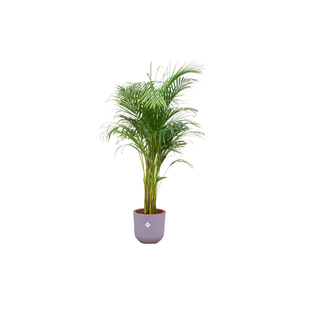 Botanic match: Areca palm & elho Jazz Round - 140 cm - Ø26 cm