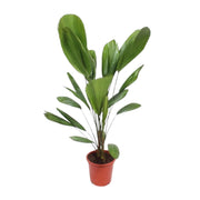 Licuala Grandis | ↕120 cm | Ø27 cm