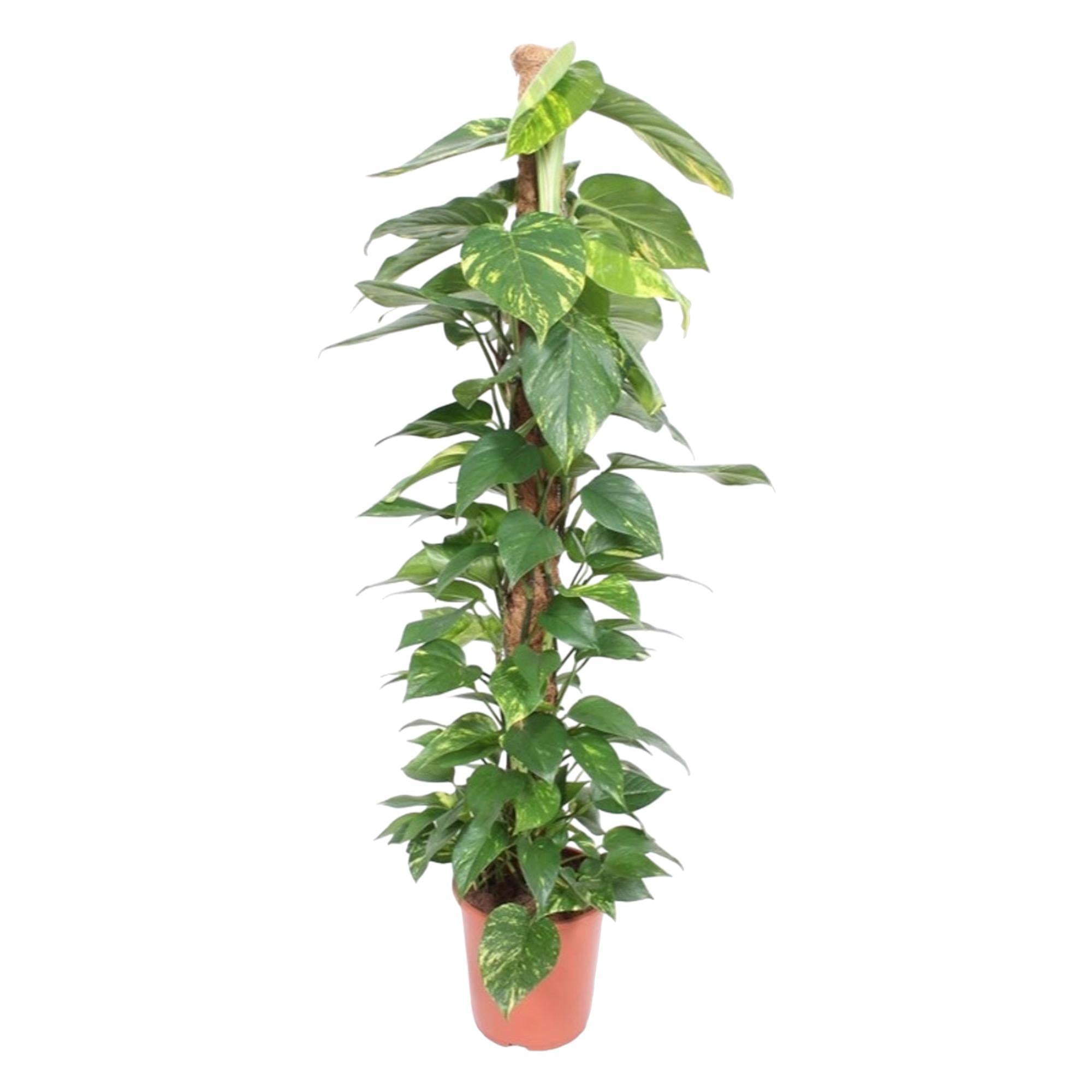 Epipremnum Aureum mosstok - 150 cm - ø27 cm