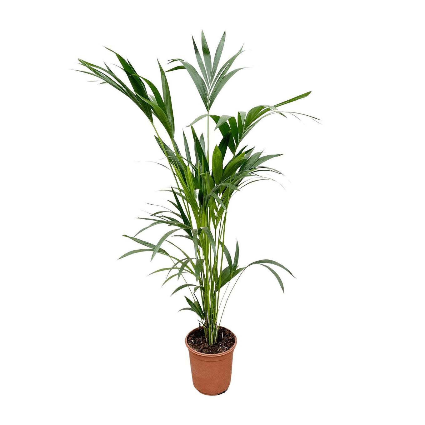 Kentia Palm - 160 cm - Ø24 cm