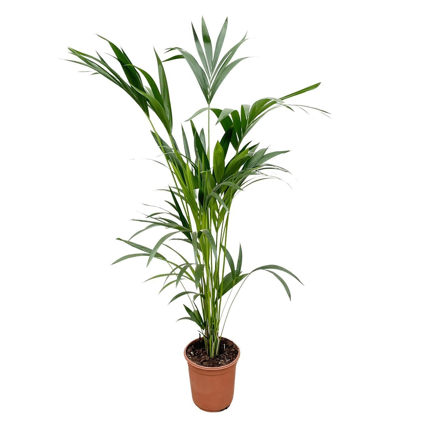 Howea Forsteriana | ↕160 cm - Ø24 cm