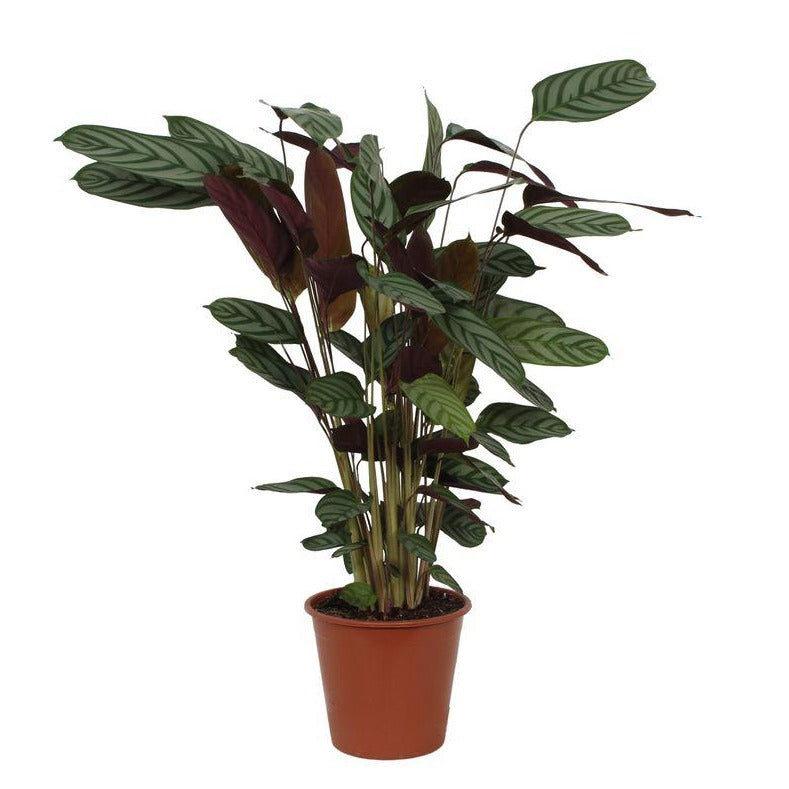 Calathea Compactstar - 80 cm - Ø19 cm