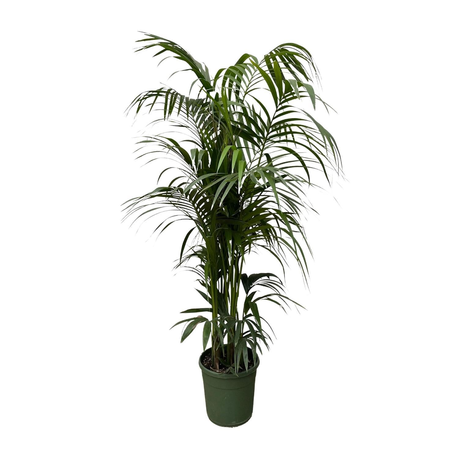 Kentia Palm - 230 cm - ø38 cm