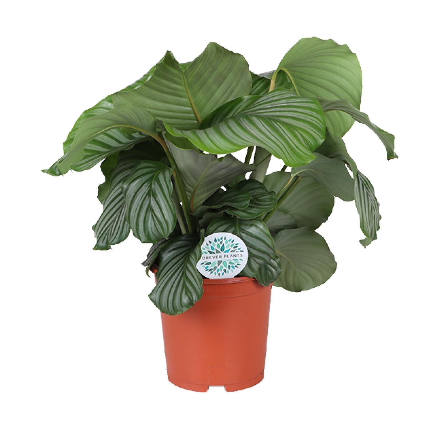 Calathea Orbifolia - 70 cm - Ø21 cm