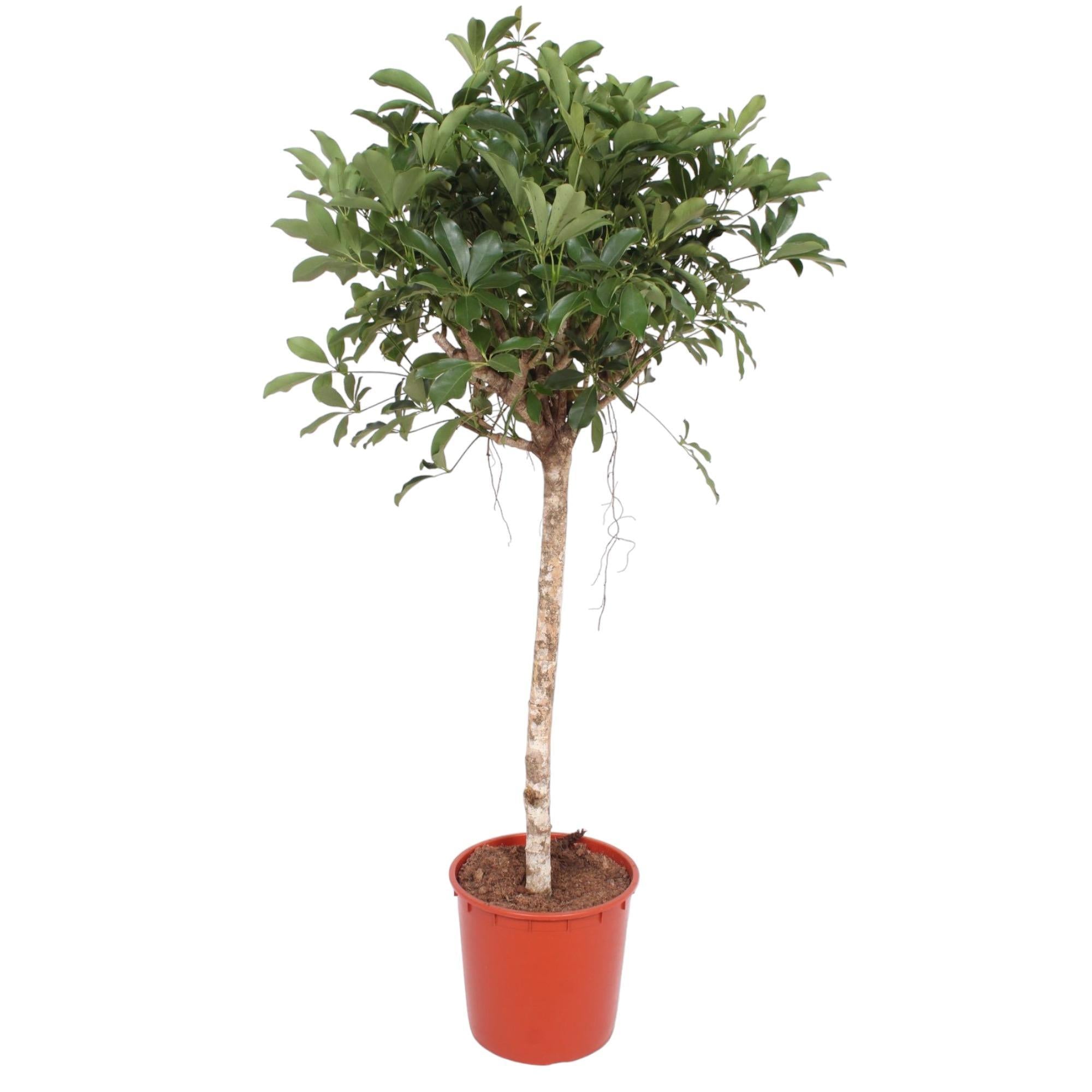 Schefflera Arboricola Compacta boom - 150 cm - ø34 cm