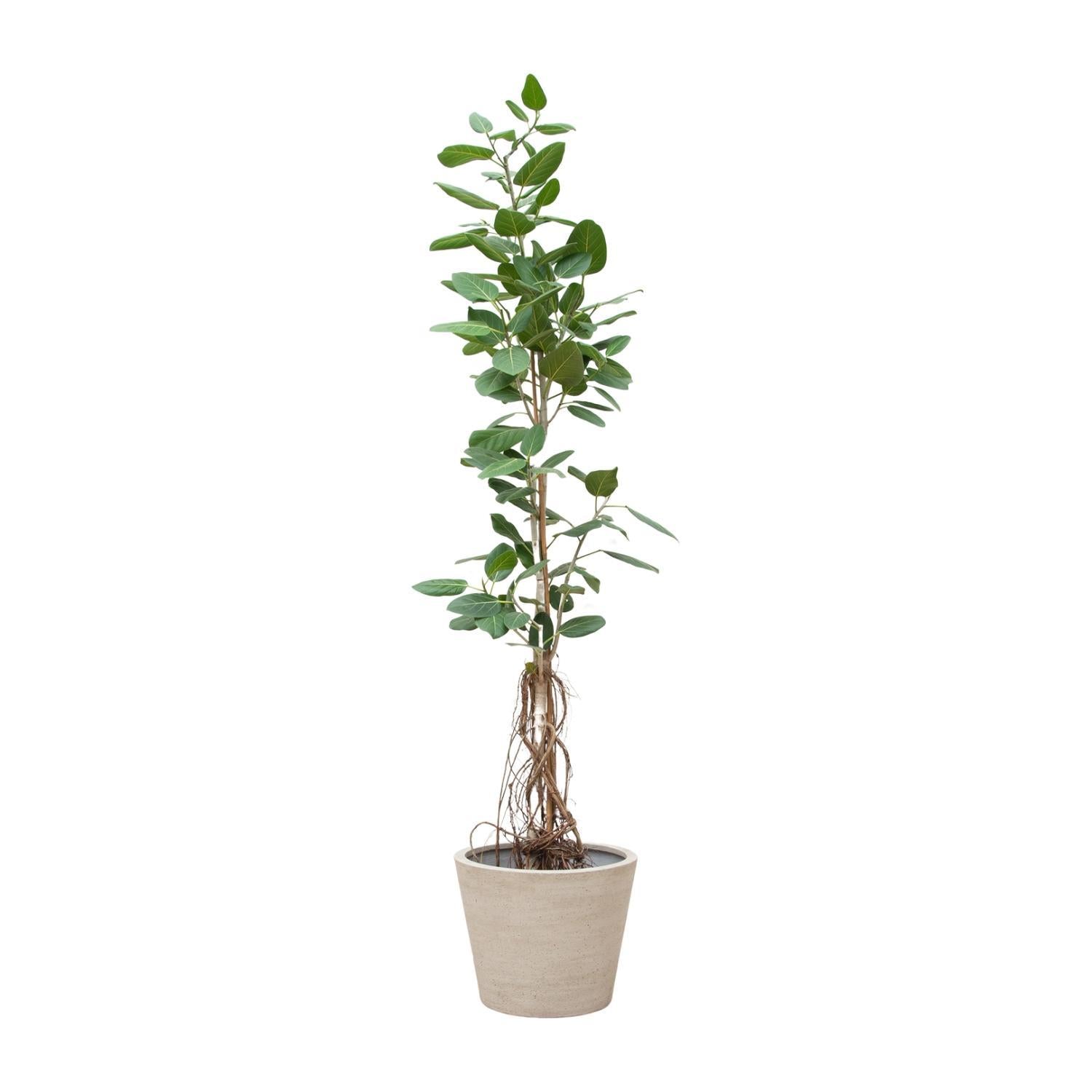 Ficus Benghalensis Audrey Op Stam Met Hangende Wortels - 220 cm - ø45 cm