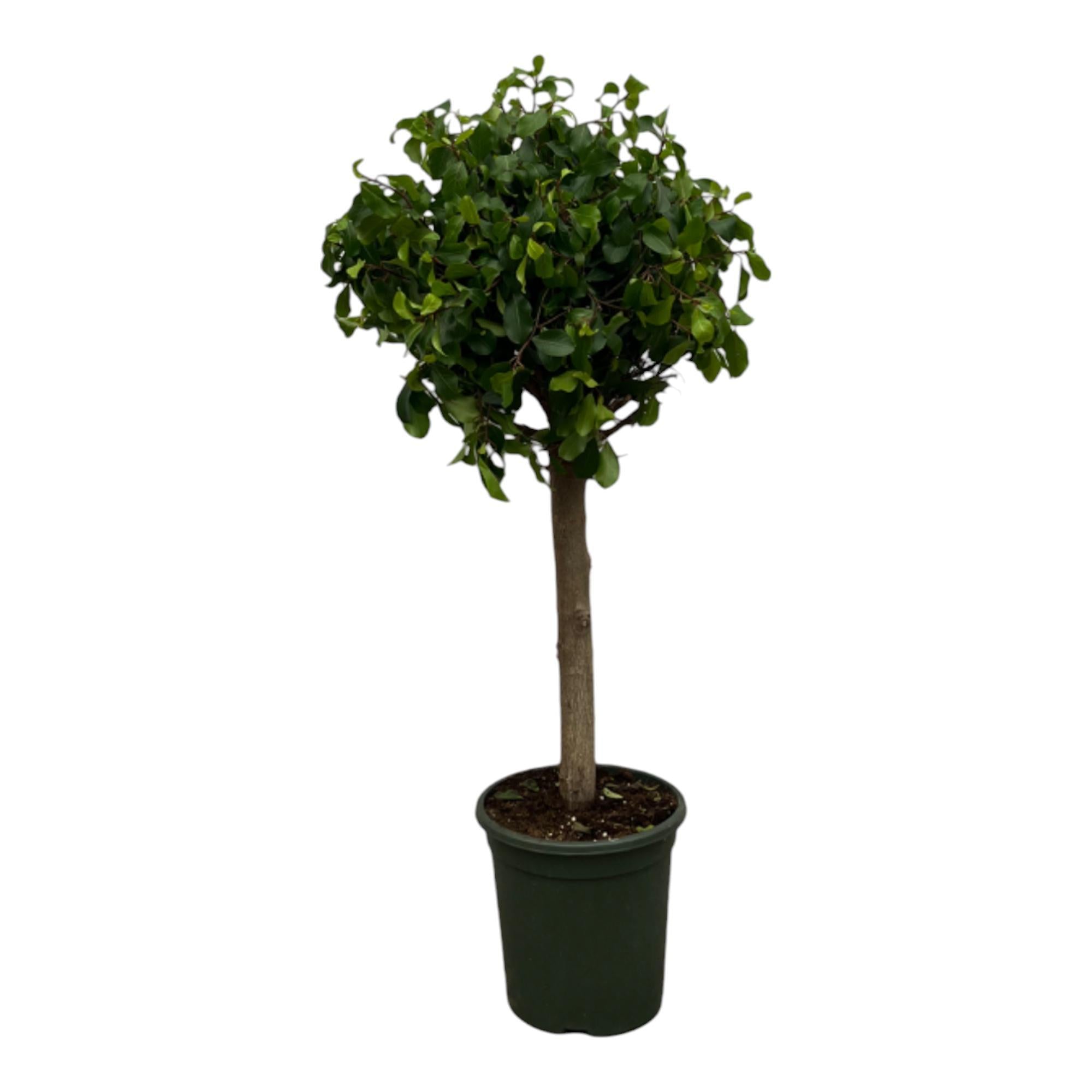 Ficus Nitida (Moclame) stam - 120 cm - Ø33 cm