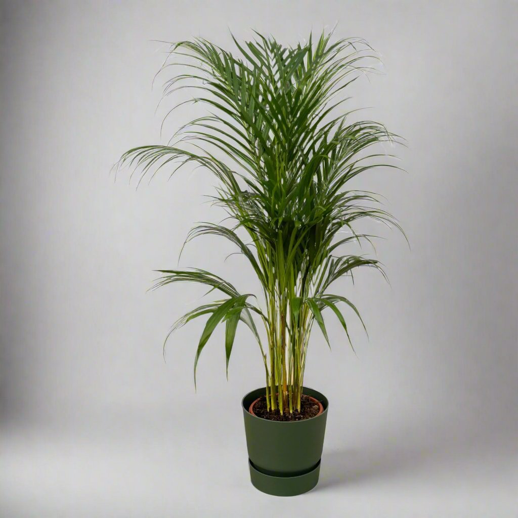 Botanic match: Areca palm & elho Greenville Round - 110 cm - Ø21 cm