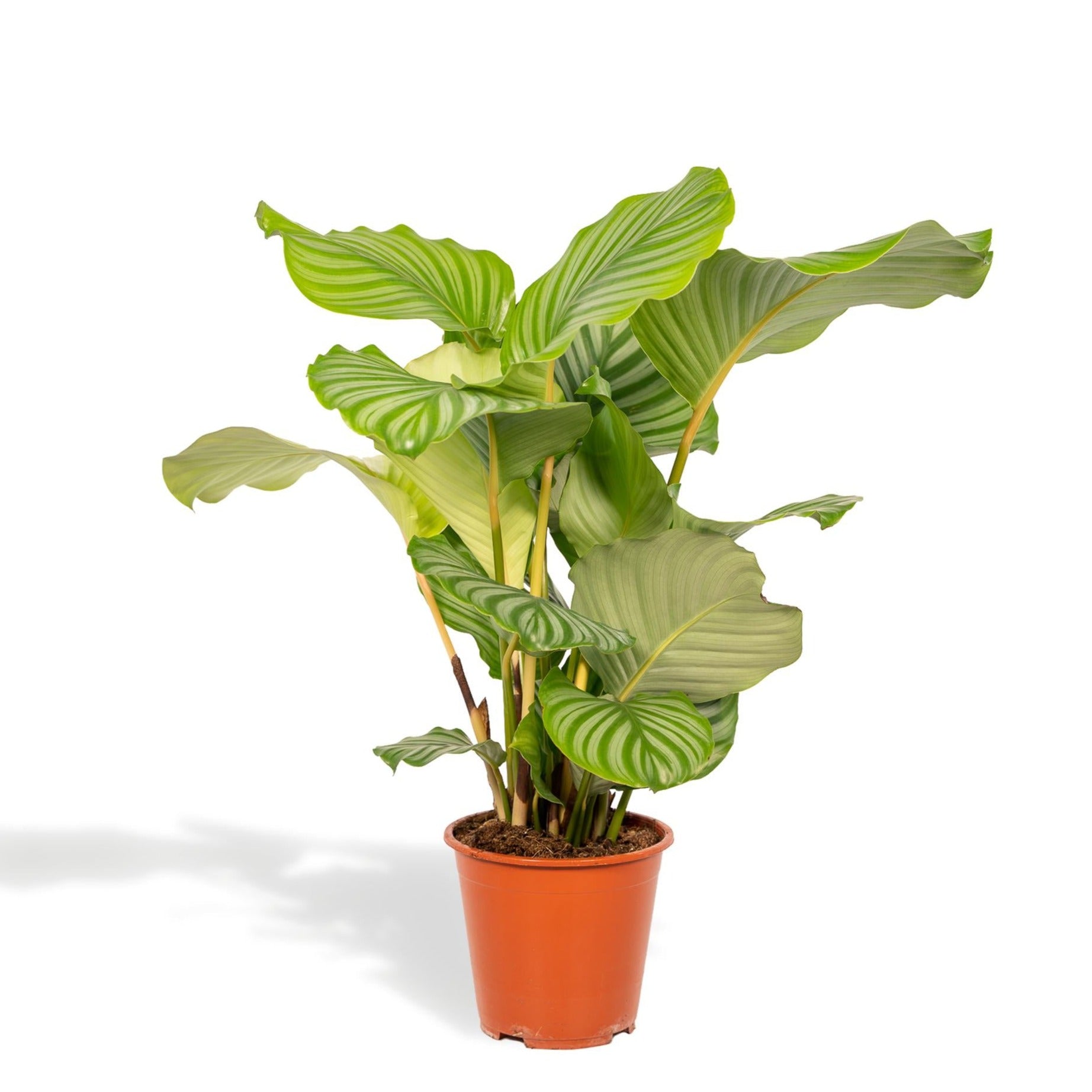 Calathea Orbifolia - 70 cm - ø19 cm