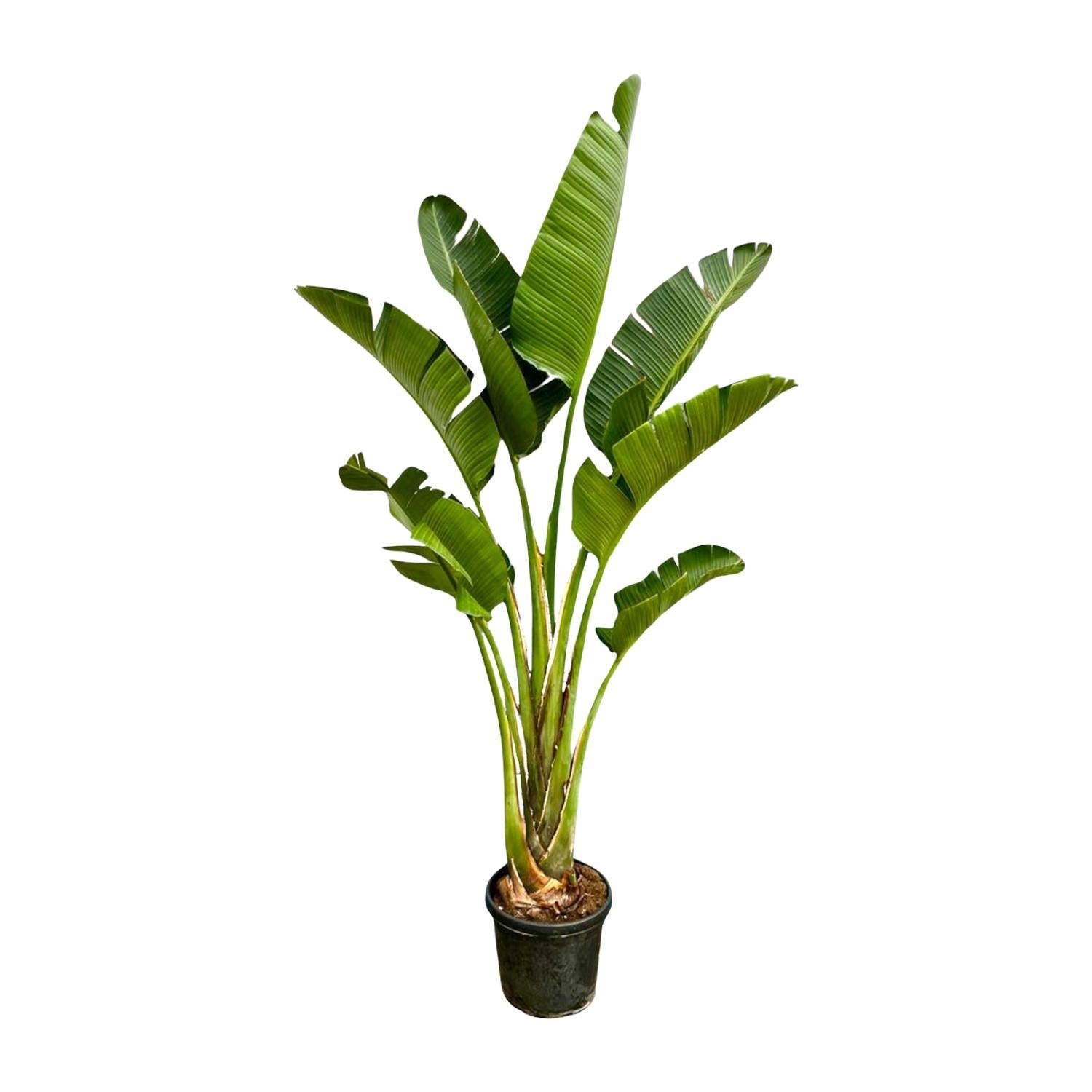 Strelitzia Augusta - 250 cm - ⌀45 cm