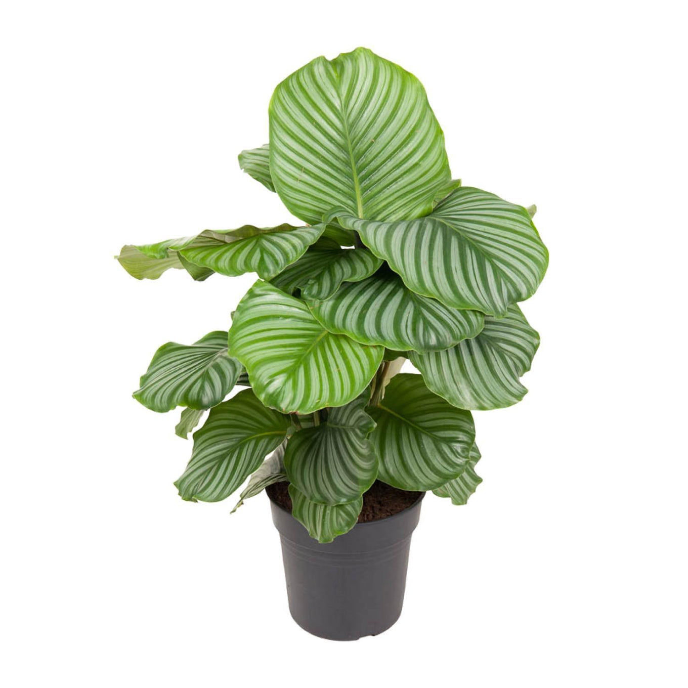 Calathea Orbifolia - 70 cm - Ø24 cm