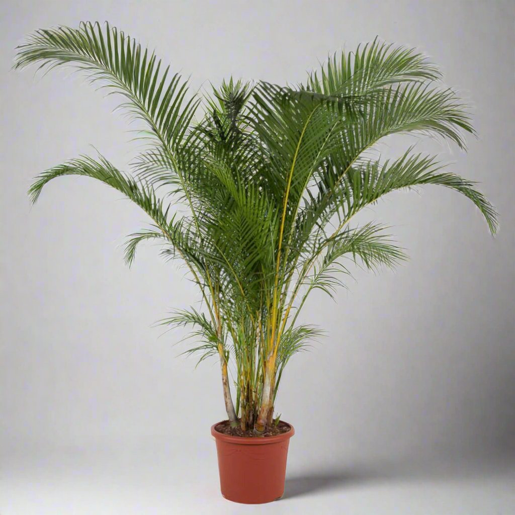 Areca Palm (Dypsis Lutescens) - 240 cm - ø48 cm