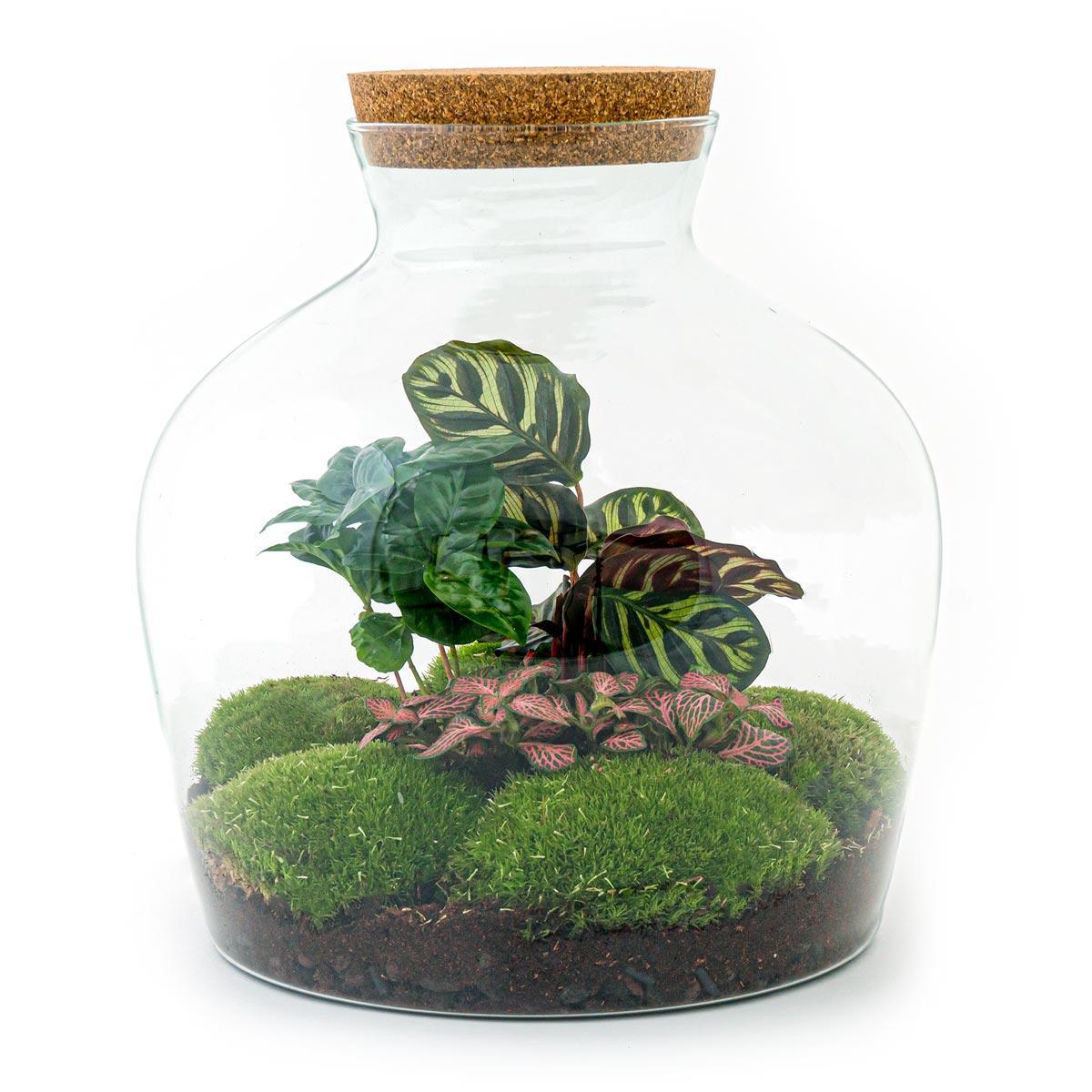 Terrarium - Botanic Bucharest - 30 cm